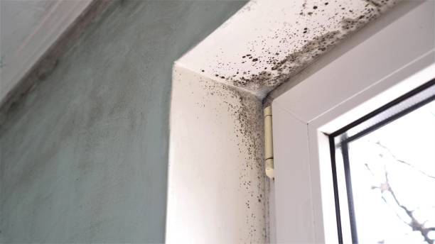 Best Emergency Mold Removal  in Eagle Pass, TX