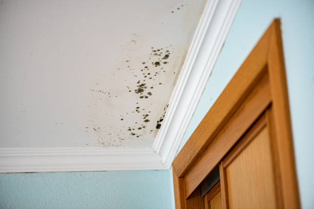 Best Local Mold Removal Service  in Eagle Pass, TX