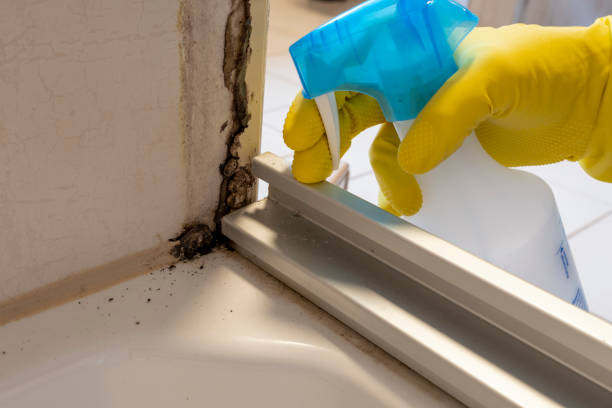 Crawl Space Mold Removal in Eagle Pass, TX