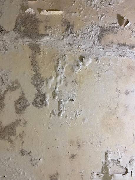 Best Certified Mold Removal  in Eagle Pass, TX