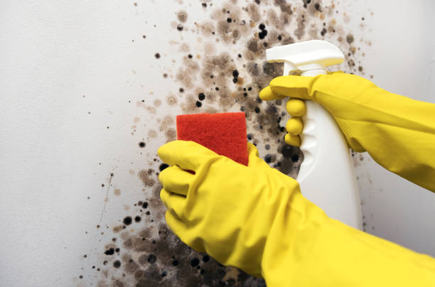 Best Mold Removal Near Me  in Eagle Pass, TX