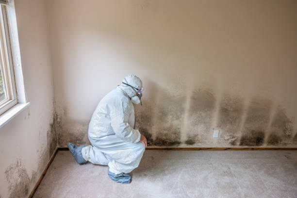 Best Toxic Mold Removal  in Eagle Pass, TX