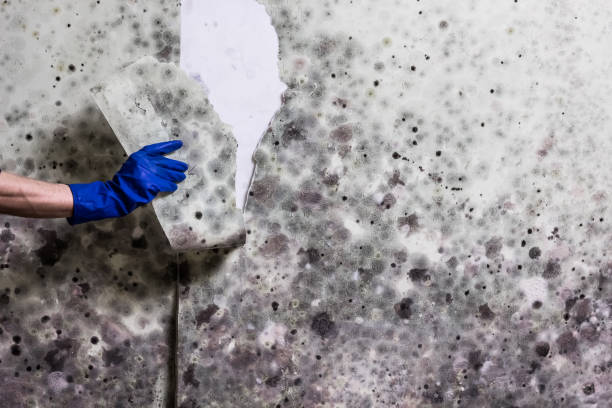 Best Best Mold Removal Companies  in Eagle Pass, TX