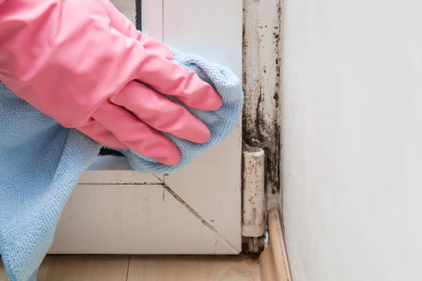 Best Professional Mold Removal  in Eagle Pass, TX