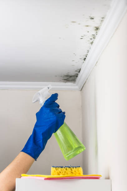 Best Residential Mold Removal  in Eagle Pass, TX