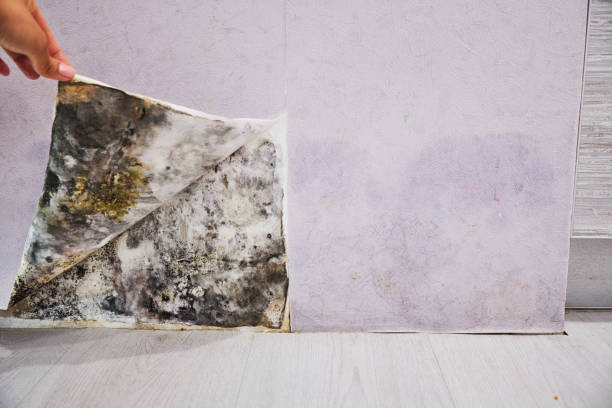 Best Affordable Mold Removal  in Eagle Pass, TX